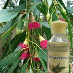 Ooty Eucalyptus Oil - original Nilgiri oil